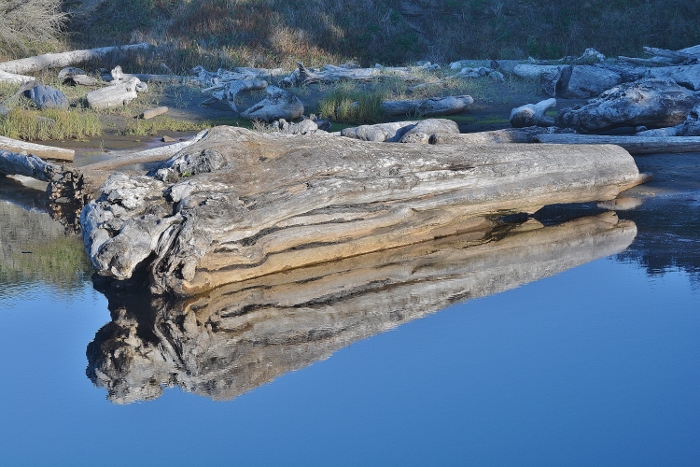 beach scene with driftwood